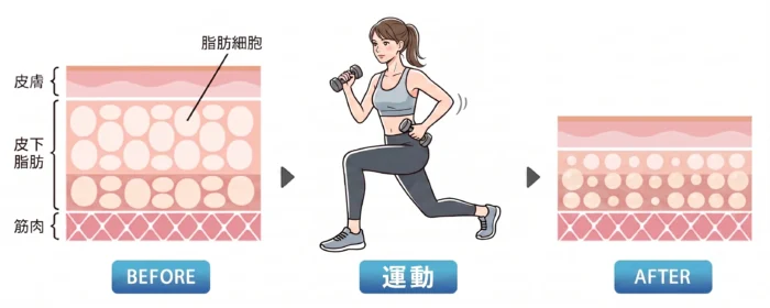 ダイエットの図解