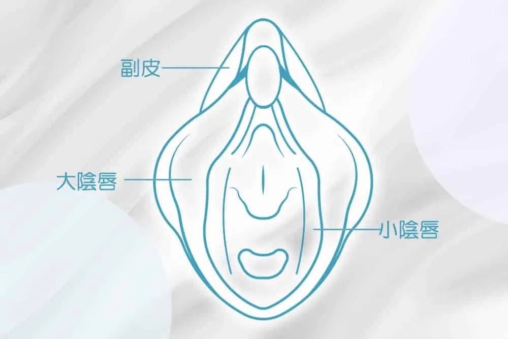 女性器(大陰唇・小陰唇・陰核)の図解