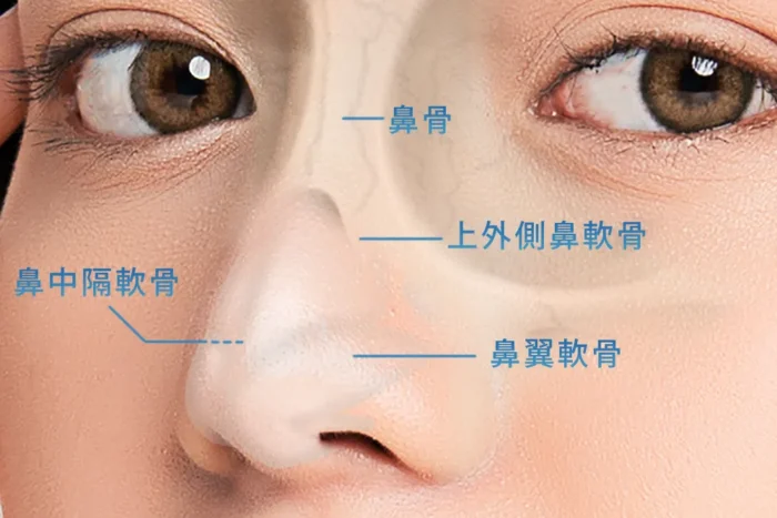鼻整形の図解（鼻中隔軟骨・鼻骨・上外側鼻軟骨・鼻翼軟骨）