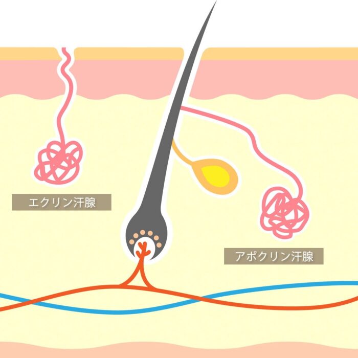 エクリン汗腺とアポクリン汗腺の図解