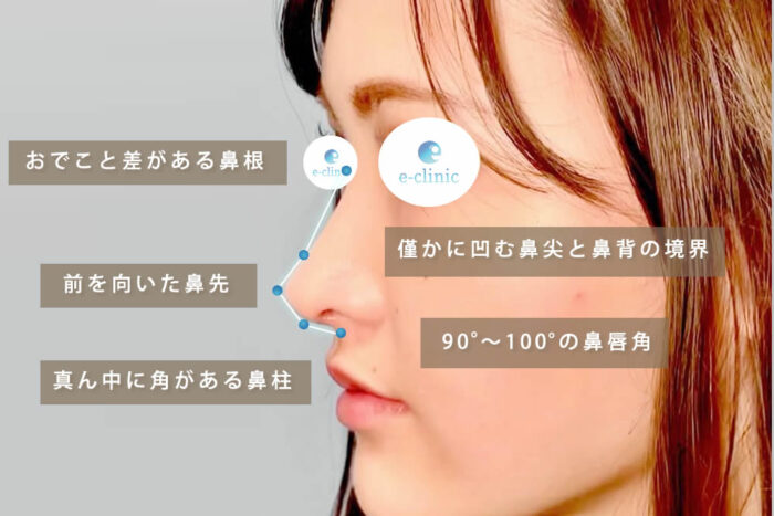 理想的な鼻先の形の図解