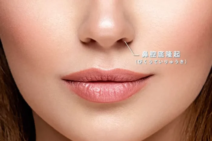 鼻腔底隆起の図解