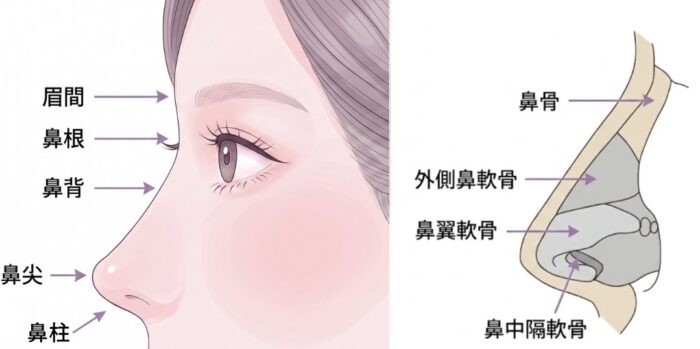 鼻中隔延長の図解