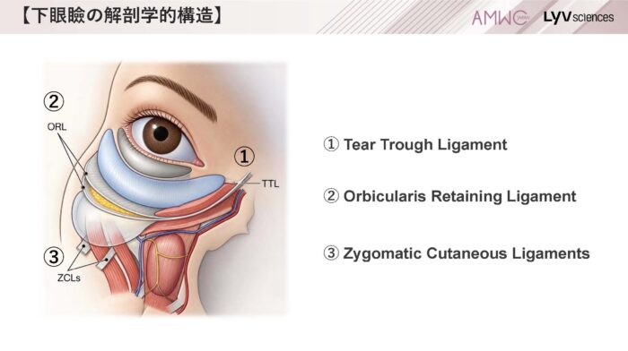 7_下眼瞼の解剖学的構造